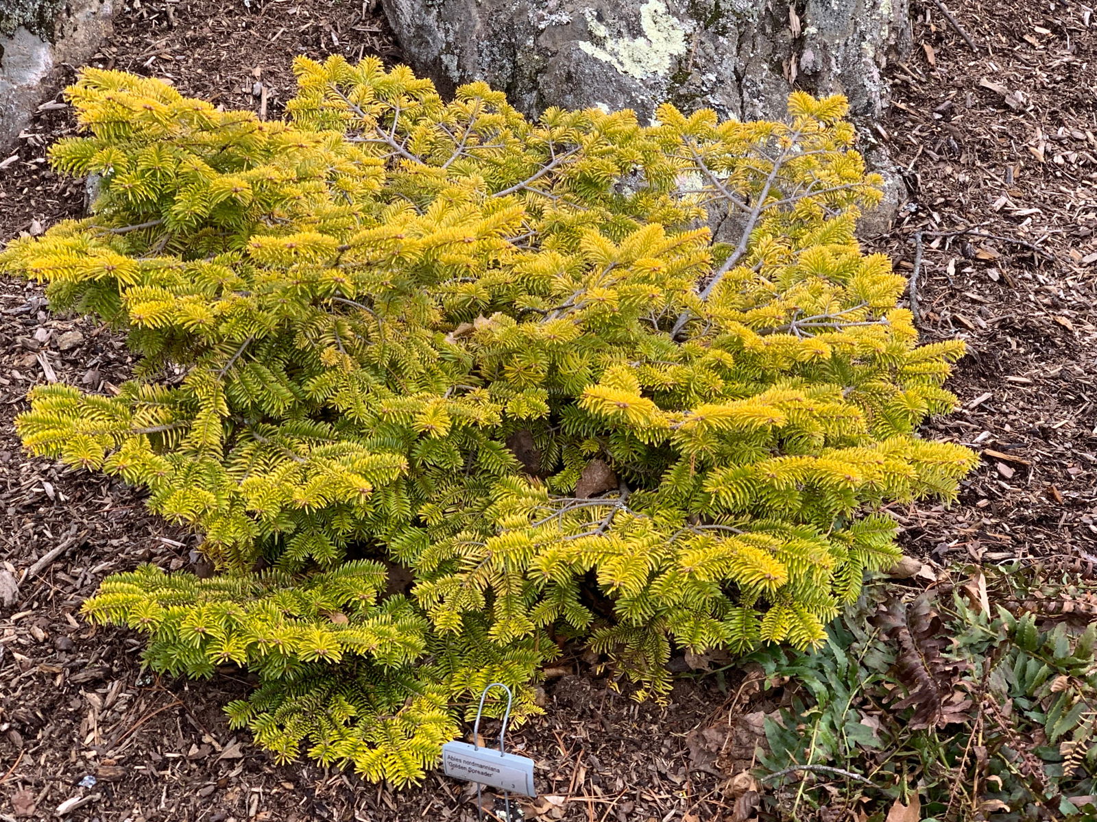 Buy Abies nordmaniana 'Golden Spreader' Nordmann Fir — Mr Maple