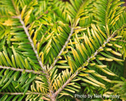 - Abies nordmaniana 'Golden Spreader' Nordmann Fir - Mr Maple │ Buy Japanese Maple Trees
