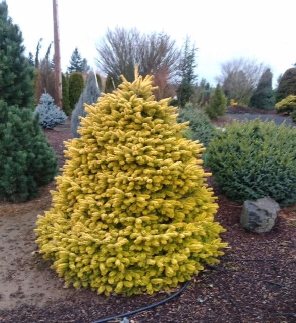 Buy Abies nordmaniana 'Golden Spreader' Nordmann Fir — Mr Maple