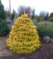 - Abies nordmaniana 'Golden Spreader' Nordmann Fir - Mr Maple │ Buy Japanese Maple Trees