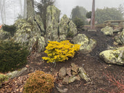 - Abies nordmaniana 'Golden Spreader' Nordmann Fir - Mr Maple │ Buy Japanese Maple Trees