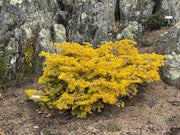 - Abies nordmaniana 'Golden Spreader' Nordmann Fir - Mr Maple │ Buy Japanese Maple Trees