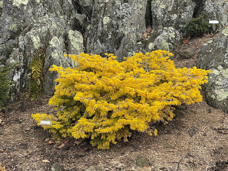 - Abies nordmaniana 'Golden Spreader' Nordmann Fir - Mr Maple │ Buy Japanese Maple Trees