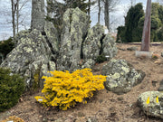 - Abies nordmaniana 'Golden Spreader' Nordmann Fir - Mr Maple │ Buy Japanese Maple Trees