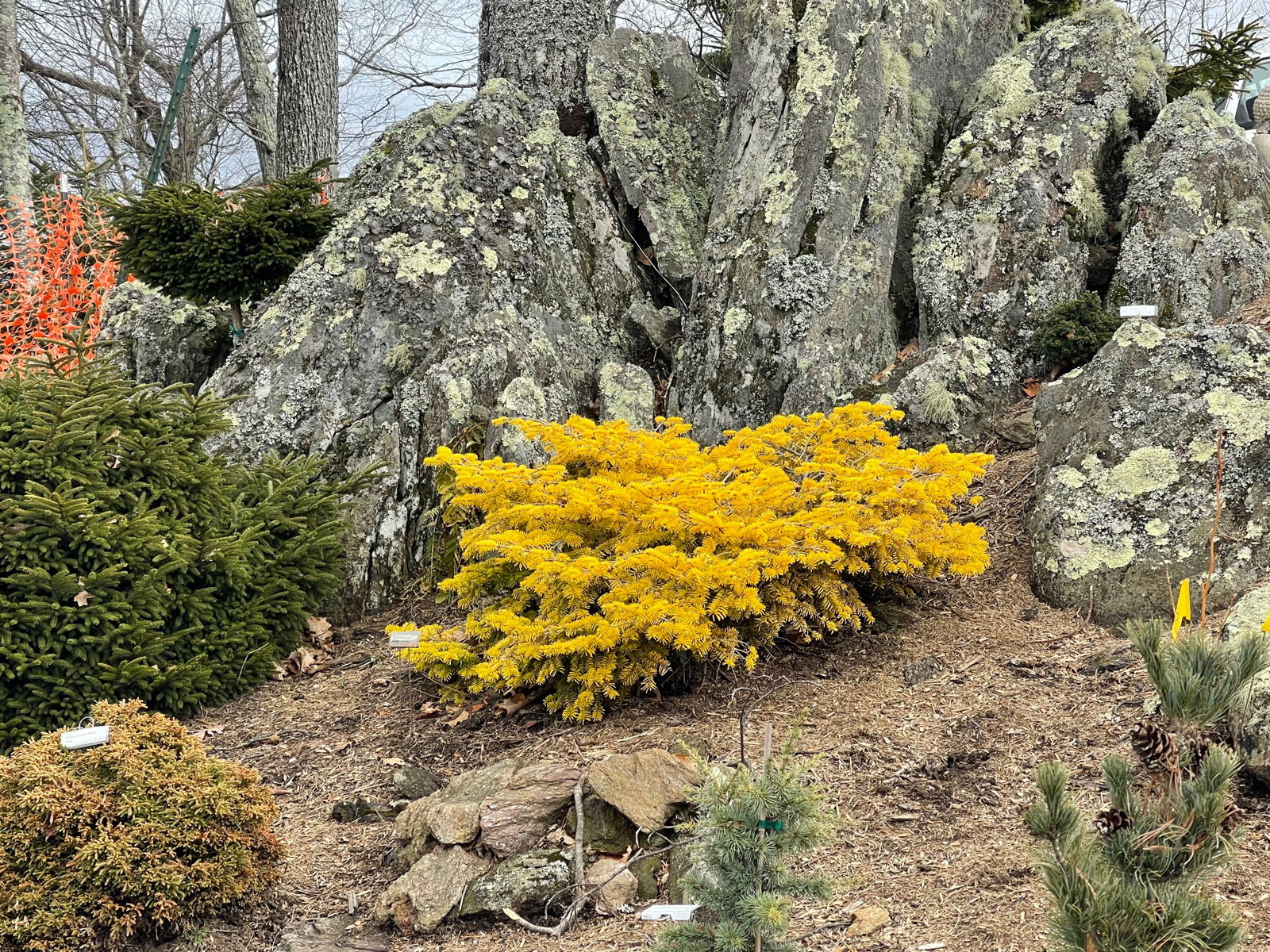 Buy Abies nordmaniana 'Golden Spreader' Nordmann Fir — Mr Maple