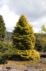 - Abies nordmaniana 'Golden Spreader' Nordmann Fir - Mr Maple │ Buy Japanese Maple Trees