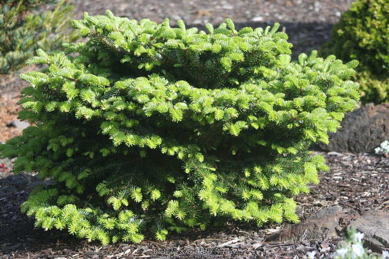 - Abies nordmaniana 'Munsterland' Nordmann Fir - Mr Maple │ Buy Japanese Maple Trees