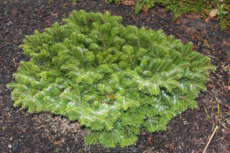 - Abies nordmaniana 'Munsterland' Nordmann Fir - Mr Maple │ Buy Japanese Maple Trees