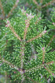 - Abies nordmaniana 'Munsterland' Nordmann Fir - Mr Maple │ Buy Japanese Maple Trees