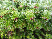 - Abies nordmaniana 'Munsterland' Nordmann Fir - Mr Maple │ Buy Japanese Maple Trees