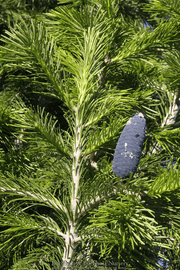 - Abies pindrow West Himalayan Fir - Mr Maple │ Buy Japanese Maple Trees