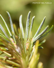 - Abies pindrow West Himalayan Fir - Mr Maple │ Buy Japanese Maple Trees