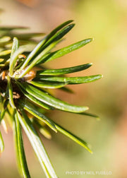 - Abies pindrow West Himalayan Fir - Mr Maple │ Buy Japanese Maple Trees