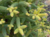 - Abies pinsapo 'Aurea' Golden Spanish Fir - Mr Maple │ Buy Japanese Maple Trees