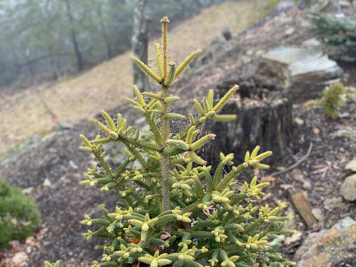 - Abies pinsapo 'Aurea' Golden Spanish Fir - Mr Maple │ Buy Japanese Maple Trees