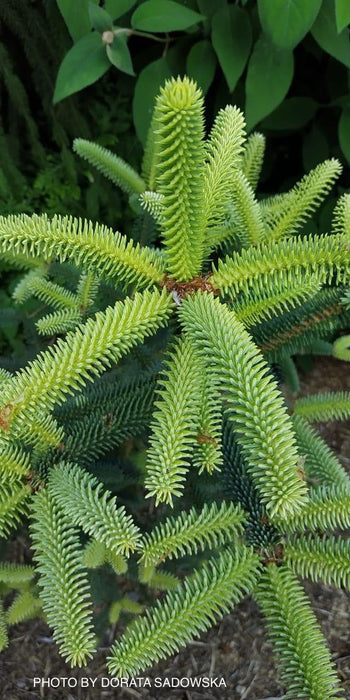 - Abies pinsapo 'Aurea' Golden Spanish Fir - Mr Maple │ Buy Japanese Maple Trees