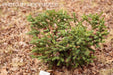 - Abies pinsapo 'Aurea' Golden Spanish Fir - Mr Maple │ Buy Japanese Maple Trees