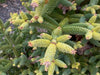 - Abies pinsapo 'Aurea' Golden Spanish Fir - Mr Maple │ Buy Japanese Maple Trees