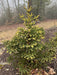 - Abies pinsapo 'Aurea' Golden Spanish Fir - Mr Maple │ Buy Japanese Maple Trees