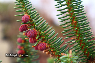 - Abies pinsapo 'Fastigiata' Spanish Fir - Mr Maple │ Buy Japanese Maple Trees