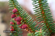 - Abies pinsapo 'Fastigiata' Spanish Fir - Mr Maple │ Buy Japanese Maple Trees