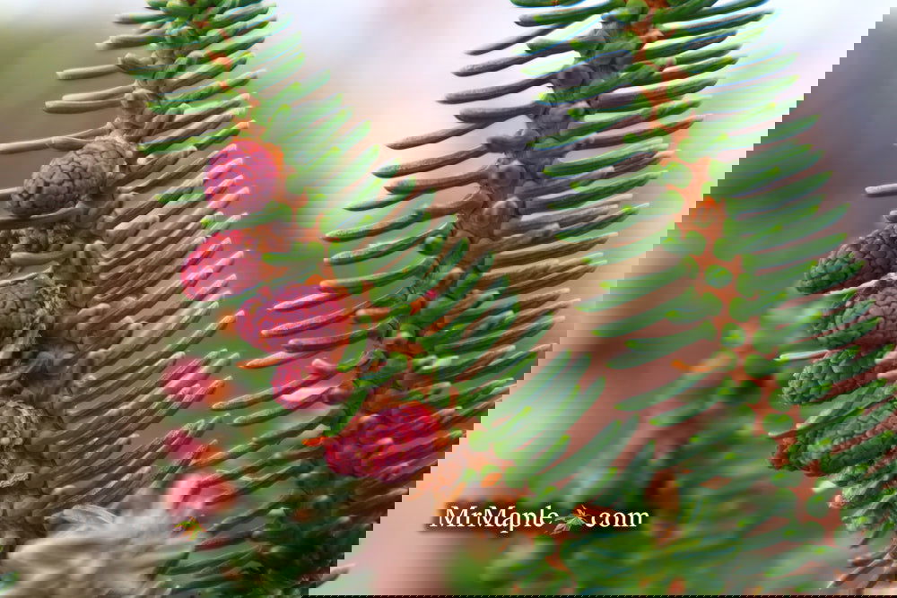 Buy Abies pinsapo 'Fastigiata' Golden Spanish Fir — Mr Maple