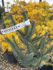- Abies pinsapo 'Fastigiata' Spanish Fir - Mr Maple │ Buy Japanese Maple Trees
