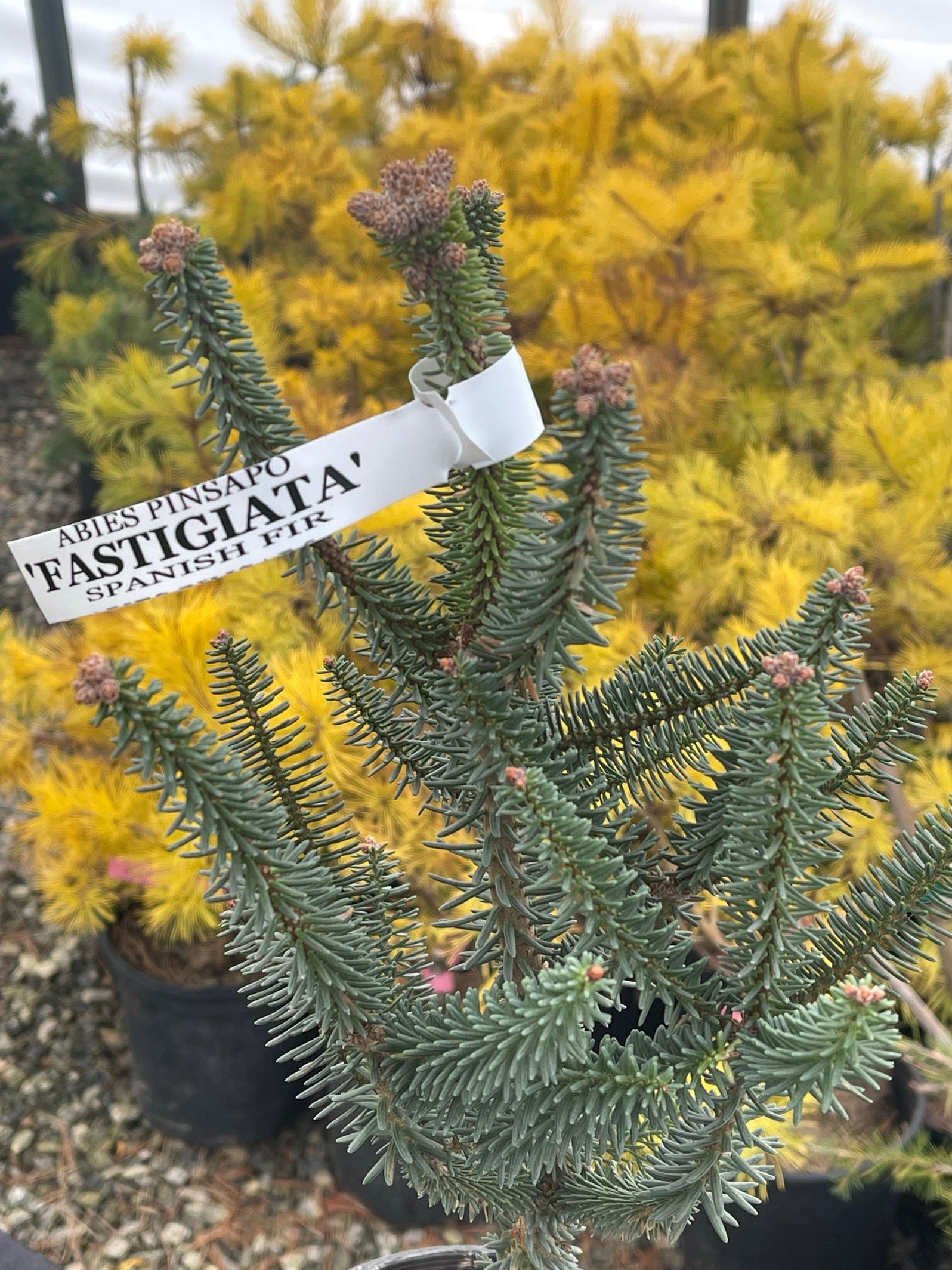 Buy Abies pinsapo 'Fastigiata' Golden Spanish Fir — Mr Maple │ Buy ...