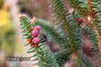 - Abies pinsapo 'Fastigiata' Spanish Fir - Mr Maple │ Buy Japanese Maple Trees