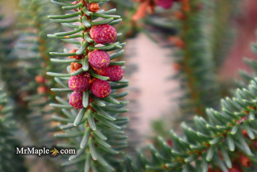 - Abies pinsapo 'Fastigiata' Spanish Fir - Mr Maple │ Buy Japanese Maple Trees