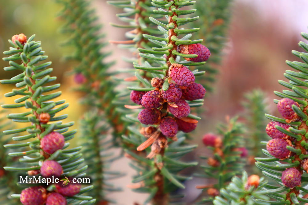 - Abies pinsapo 'Fastigiata' Spanish Fir - Mr Maple │ Buy Japanese Maple Trees