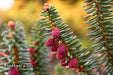 - Abies pinsapo 'Fastigiata' Spanish Fir - Mr Maple │ Buy Japanese Maple Trees