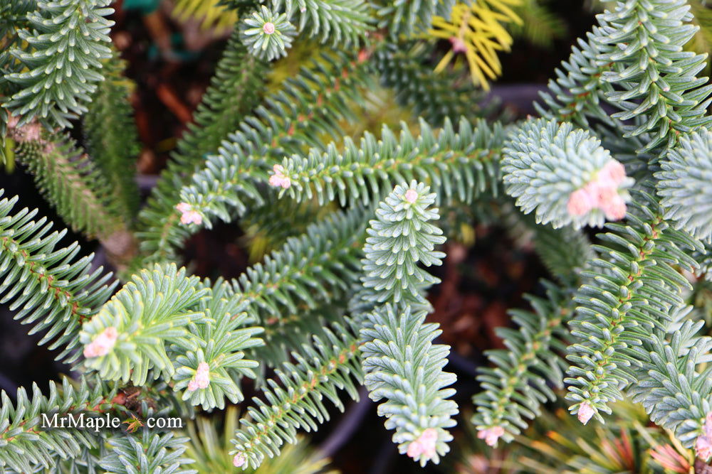 - Abies pinsapo 'Fastigiata' Spanish Fir - Mr Maple │ Buy Japanese Maple Trees