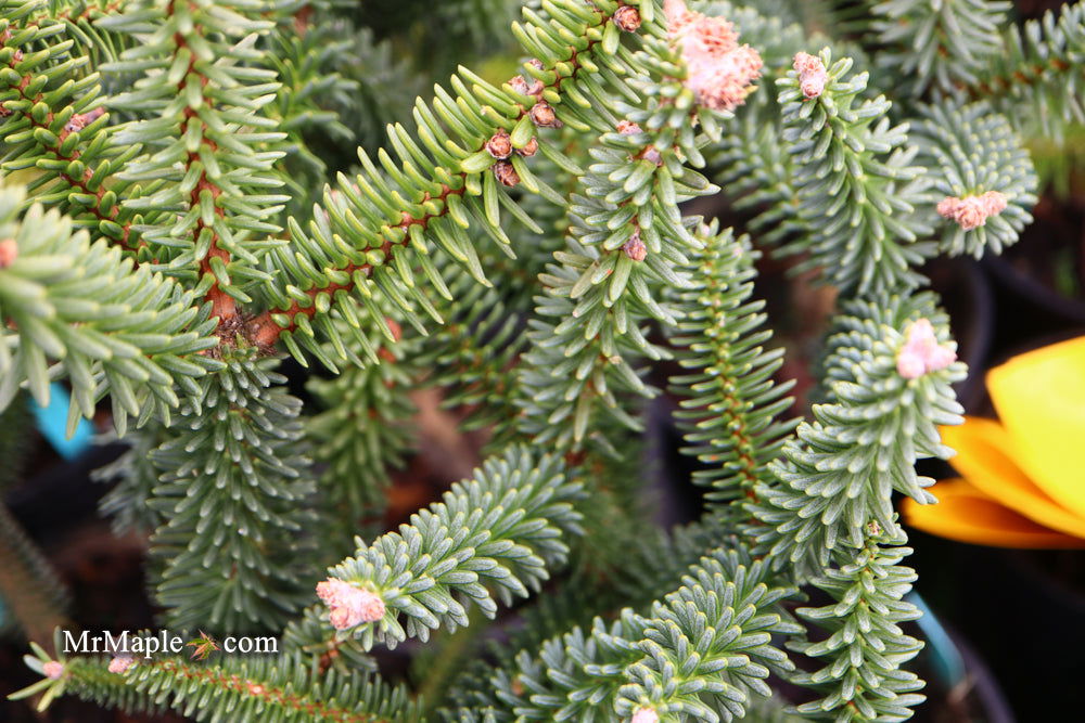 - Abies pinsapo 'Fastigiata' Spanish Fir - Mr Maple │ Buy Japanese Maple Trees