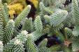 - Abies pinsapo 'Fastigiata' Spanish Fir - Mr Maple │ Buy Japanese Maple Trees