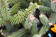 - Abies pinsapo 'Fastigiata' Spanish Fir - Mr Maple │ Buy Japanese Maple Trees