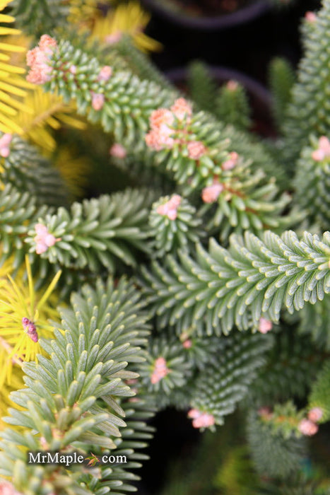 - Abies pinsapo 'Fastigiata' Spanish Fir - Mr Maple │ Buy Japanese Maple Trees