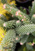 - Abies pinsapo 'Fastigiata' Spanish Fir - Mr Maple │ Buy Japanese Maple Trees