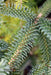 - Abies pinsapo 'Fastigiata' Spanish Fir - Mr Maple │ Buy Japanese Maple Trees