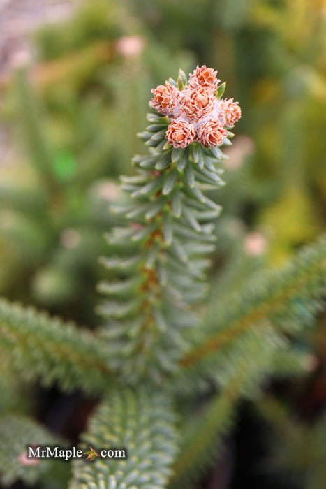 - Abies pinsapo 'Fastigiata' Spanish Fir - Mr Maple │ Buy Japanese Maple Trees