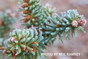 - Abies pinsapo 'Glauca' Blue Spanish Grafted on Abies firma - Mr Maple │ Buy Japanese Maple Trees