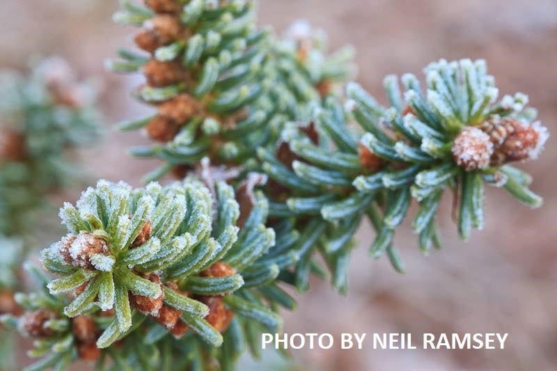 - Abies pinsapo 'Glauca' Blue Spanish Grafted on Abies firma - Mr Maple │ Buy Japanese Maple Trees