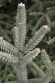 - Abies pinsapo 'Soltan' Spanish Fir - Mr Maple │ Buy Japanese Maple Trees