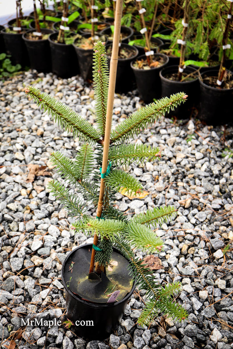 - Abies pinsapo 'Soltan' Spanish Fir - Mr Maple │ Buy Japanese Maple Trees