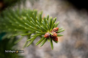 - Abies pinsapo 'Soltan' Spanish Fir - Mr Maple │ Buy Japanese Maple Trees