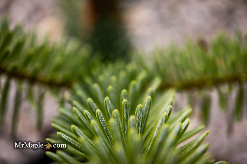 - Abies pinsapo 'Soltan' Spanish Fir - Mr Maple │ Buy Japanese Maple Trees