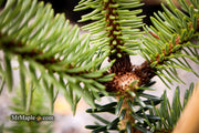 - Abies pinsapo 'Soltan' Spanish Fir - Mr Maple │ Buy Japanese Maple Trees