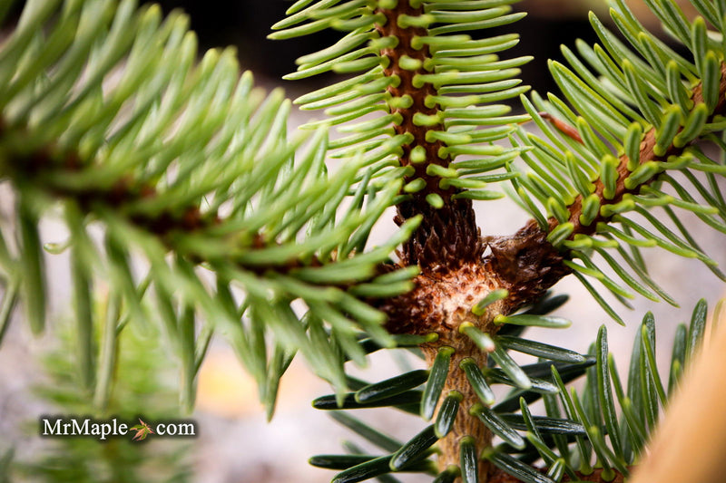 - Abies pinsapo 'Soltan' Spanish Fir - Mr Maple │ Buy Japanese Maple Trees