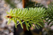 - Abies pinsapo 'Soltan' Spanish Fir - Mr Maple │ Buy Japanese Maple Trees