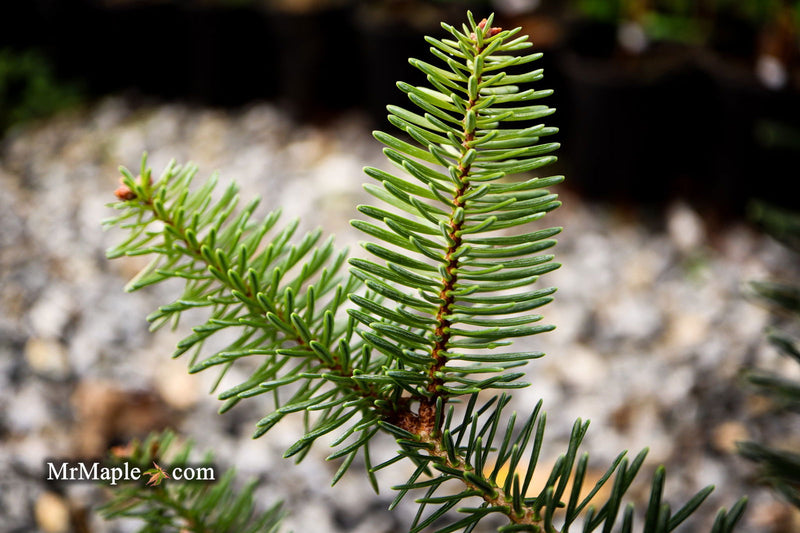 - Abies pinsapo 'Soltan' Spanish Fir - Mr Maple │ Buy Japanese Maple Trees